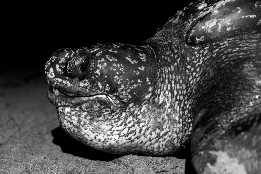 Leatherback sea turtle face