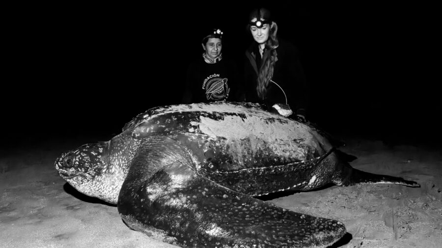 On March 20, a team of scientists from The Leatherback Project and Fundación Reina Laúd deployed the first satellite tag on an endangered leatherback sea turtle in Ecuador. Credit: Nikki Riddy (Photos taken with red light only under research permits from the Ministry of the Environment)