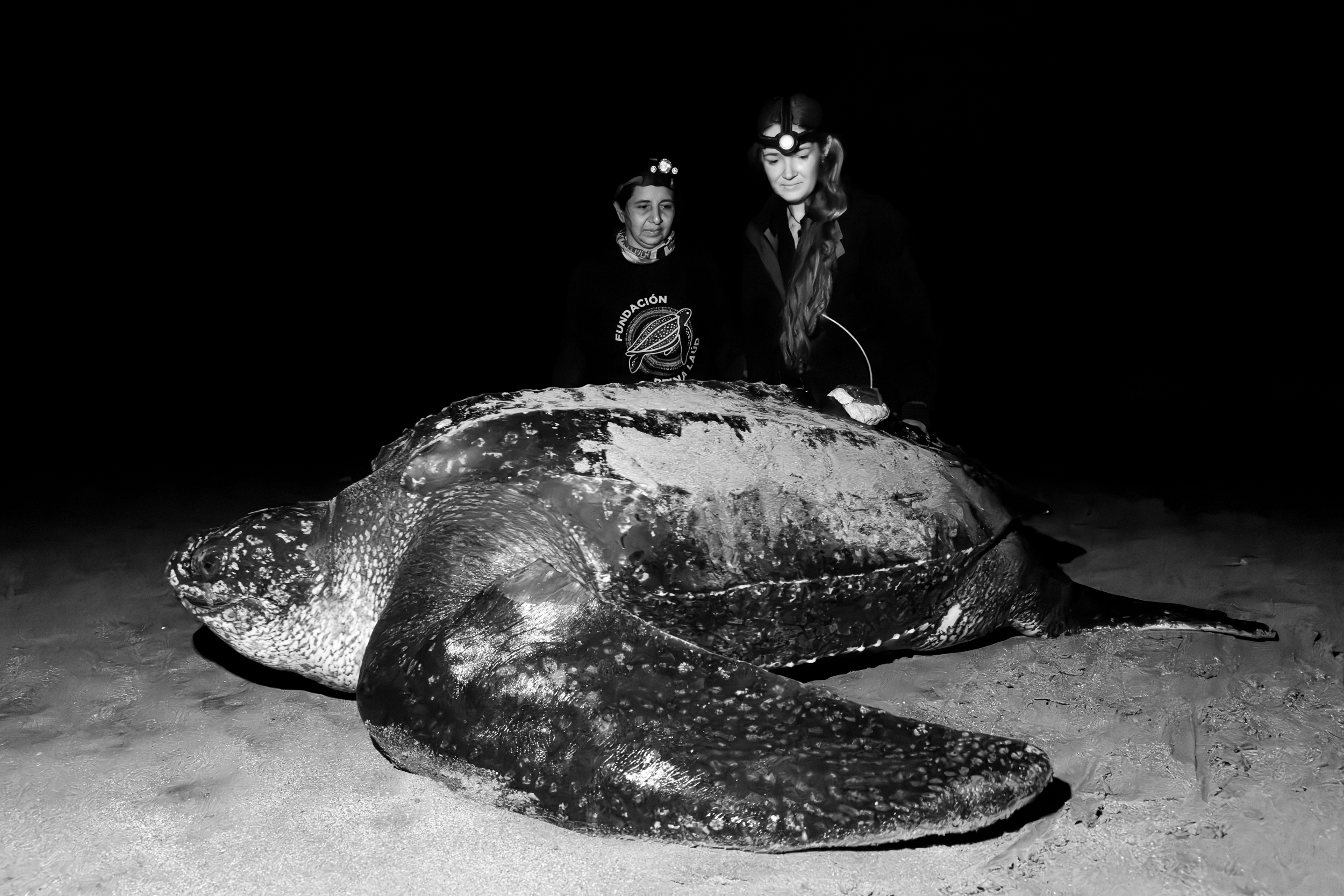 On March 20, a team of scientists from The Leatherback Project and Fundación Reina Laúd deployed the first satellite tag on an endangered leatherback sea turtle in Ecuador. Credit: Nikki Riddy (Photos taken with red light only under research permits from the Ministry of the Environment)