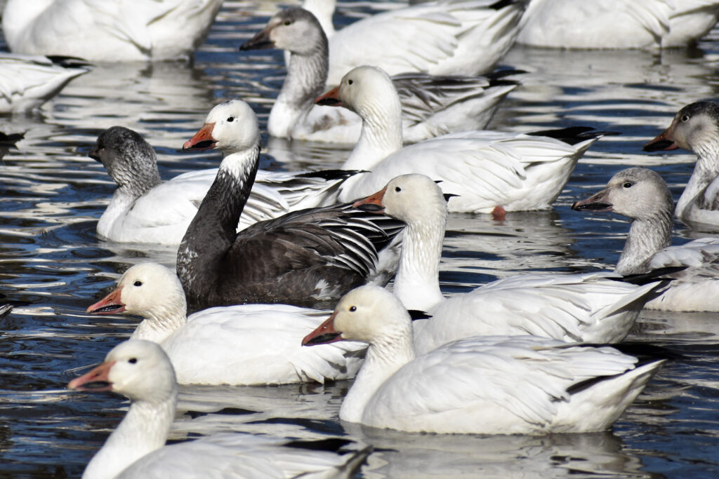 The avian flu has killed thousands of snow geese in Pennsylvania in recent years. Credit: Brandon Swayser/Lehigh Valley Audubon Society