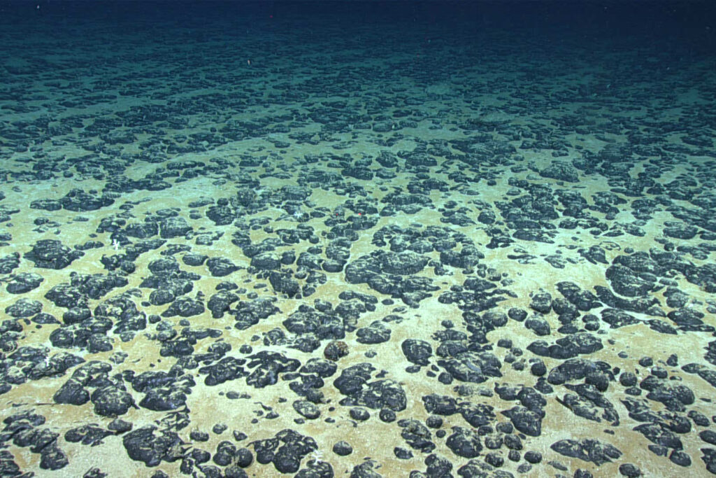 Polymetallic nodules can occur on the ocean floor and are of interest for the critical minerals they contain. Credit: NOAA