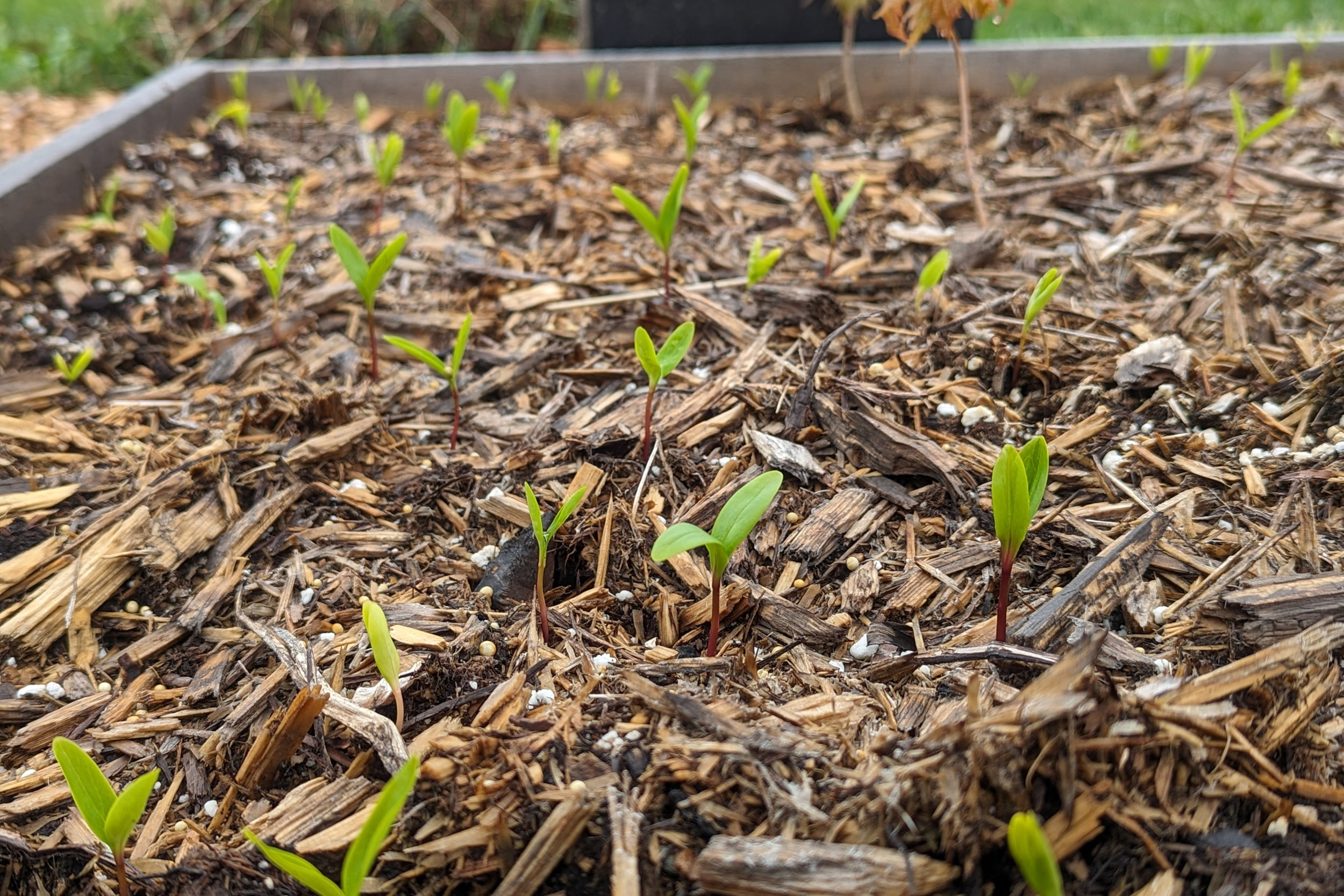 Brown ash seedlings grow at the Passamaquoddy Ash Nursery for future restoration efforts. The seedlings will spend two years growing in the nursery before they can be replanted. Credit: Courtesy of Tyler Everett