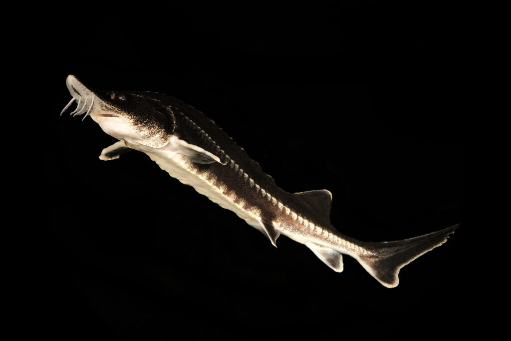 Beluga sturgeon face poaching and dams along their migrations from the Danube to the Caspian Sea. Credit: Zeb Hogan/CMS