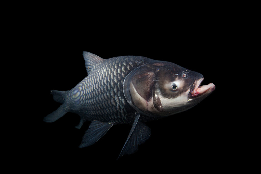 Siamese giant carp from the Mekong River were included on the CMS list. Credit: Zeb Hogan/CMS