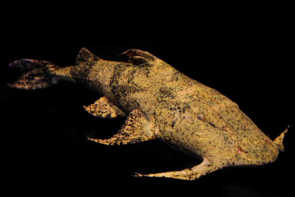 From India to Thailand, goonch are sensitive to river flow alterations and harvesting. Credit: Zeb Hogan/CMS