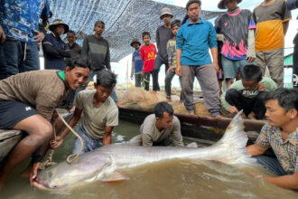 Cambodian fishermen catch a giant catfish from the Mekong River. Credit: Zeb Hogan/CMS