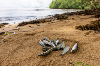Thousands of dead fish have been washing ashore the eastern coast of New Ireland in Papua New Guinea since December after a toxic marine event. Credit: Sebastian Velasquez