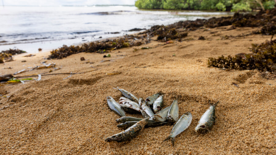 Thousands of dead fish have been washing ashore the eastern coast of New Ireland in Papua New Guinea since December after a toxic marine event. Credit: Sebastian Velasquez
