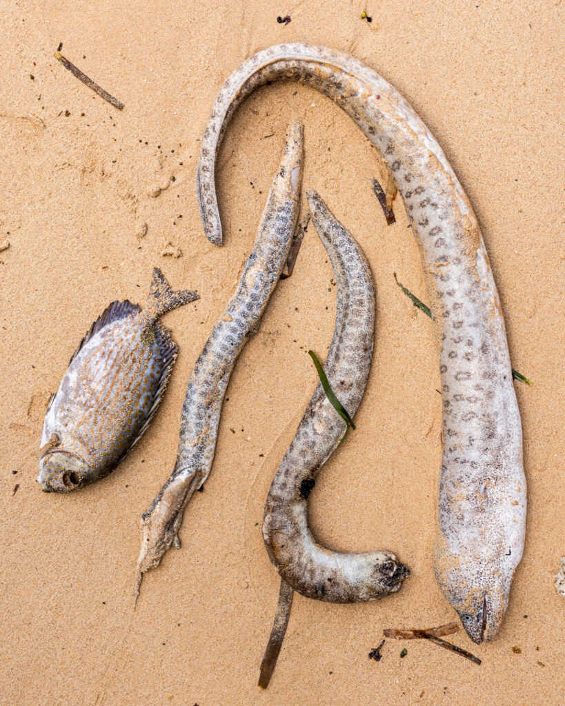 At least 15 species of fish have been affected by the toxic marine event. Eels, octopus, lobsters and other marine life are dying too. Credit: Sebastian Velasquez