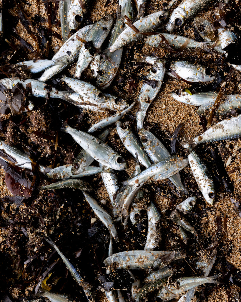 Many of the fish affected are small bluestripe herring, which school in coastal waters. Many of them have no eyes. Credit: Sebastian Velasquez