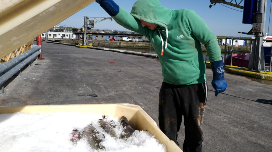 A commercial fishing crew member views their catch of pollock on March 7, 2021, in Newlyn, England. Credit: Hugh R Hastings/Getty Images