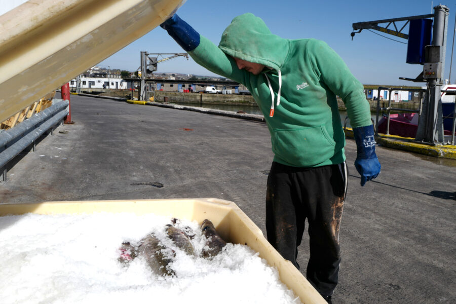 A commercial fishing crew member views their catch of pollock on March 7, 2021, in Newlyn, England. Credit: Hugh R Hastings/Getty Images