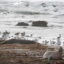 An elephant seal shares the beach with pelicans and other shorebirds at Año Nuevo State Park in Pescadero, Calif., on Dec. 20, 2018. Credit: Paul Chinn/The San Francisco Chronicle via Getty Images
