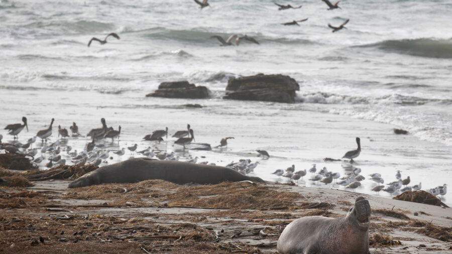 An elephant seal shares the beach with pelicans and other shorebirds at Año Nuevo State Park in Pescadero, Calif., on Dec. 20, 2018. Credit: Paul Chinn/The San Francisco Chronicle via Getty Images