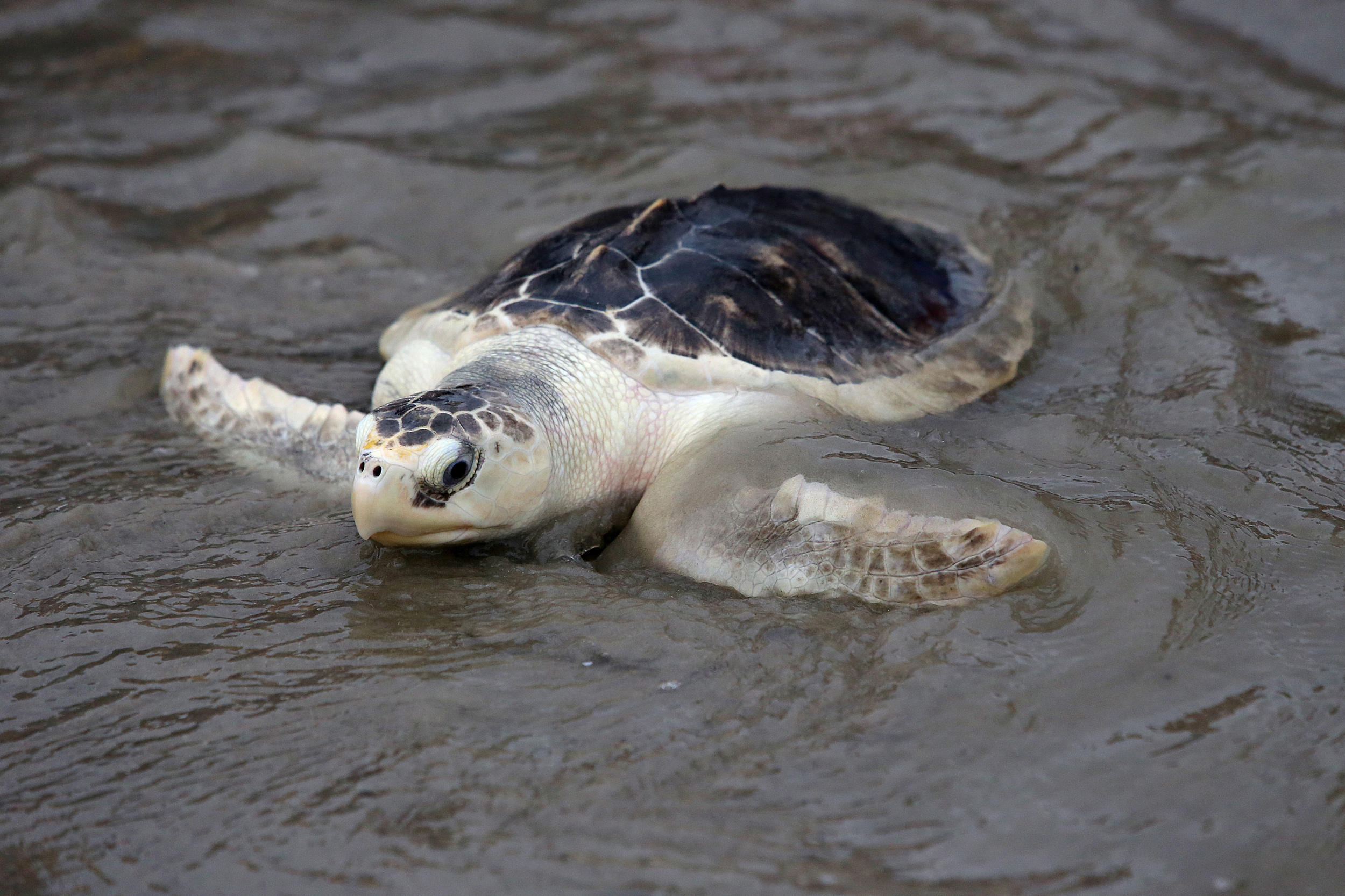 A Kemp’s ridley turtle is released into the wild at Stewart Beach in May 2015 in Galveston, Texas. Credit: Mayra Beltran/Houston Chronicle via Getty Images