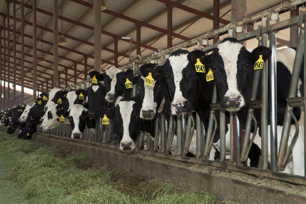 There Are 10 Million Tons of Manure Missing in California