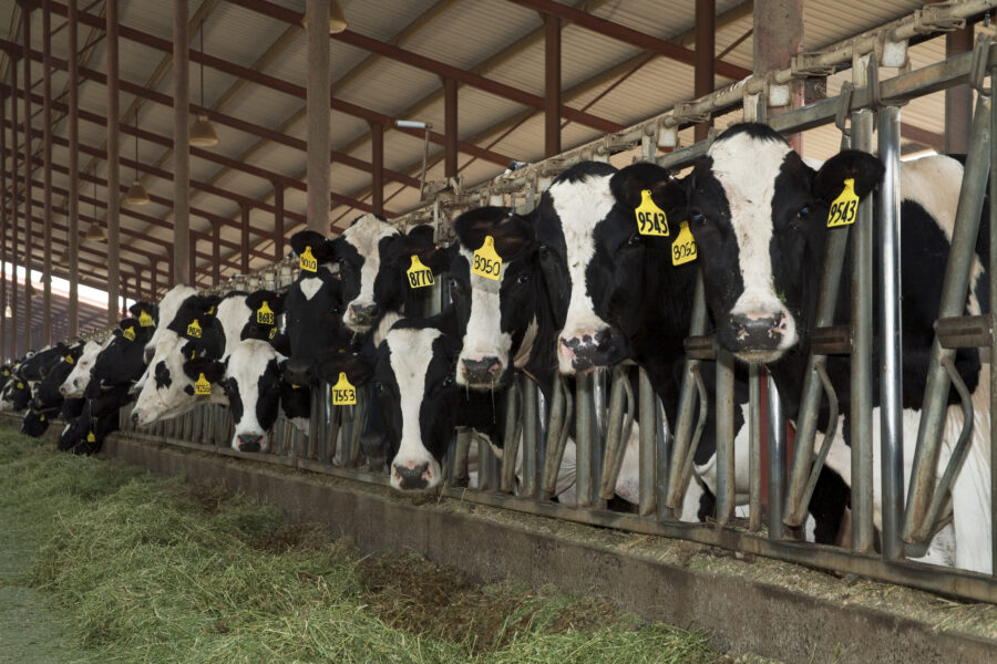 Curious Holstein dairy cows feed on silage in a freestall barn at a large California dairy.