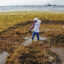 A worker removes sargassum from the shore of Playa del Carmen Beach in Quintana Roo, Mexico, on June 18, 2025. Credit: Elizabeth Ruiz/AFP via Getty Images