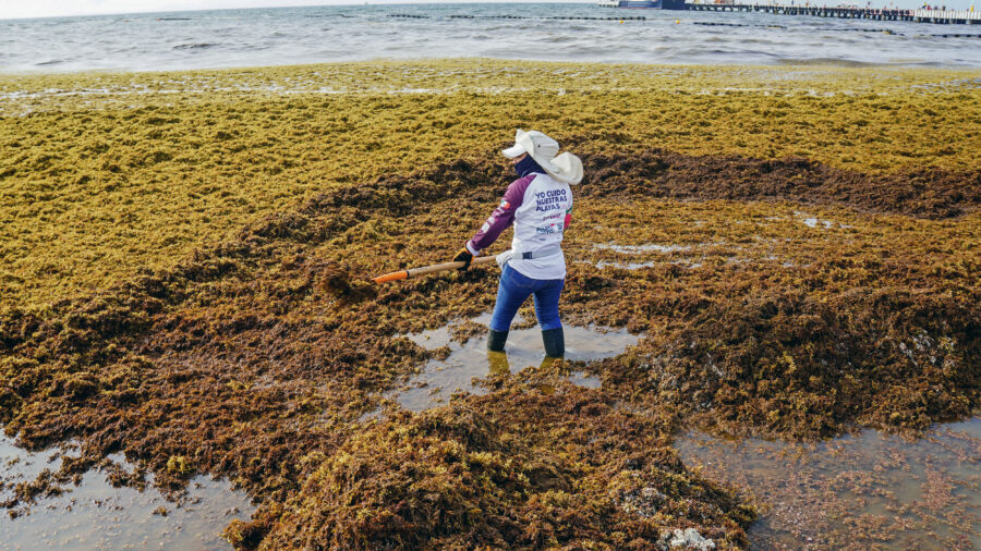 A worker removes sargassum from the shore of Playa del Carmen Beach in Quintana Roo, Mexico, on June 18, 2025. Credit: Elizabeth Ruiz/AFP via Getty Images