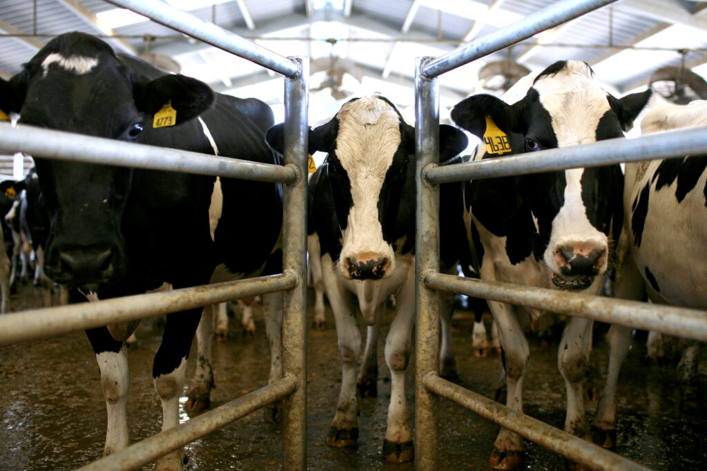 California Water Board Will Soon Release a New Rule to Limit Water Pollution From Dairies in the State