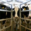 Cows wait to be milked at a dairy farm in Escalon, Calif. Credit: Justin Sullivan/Getty Images