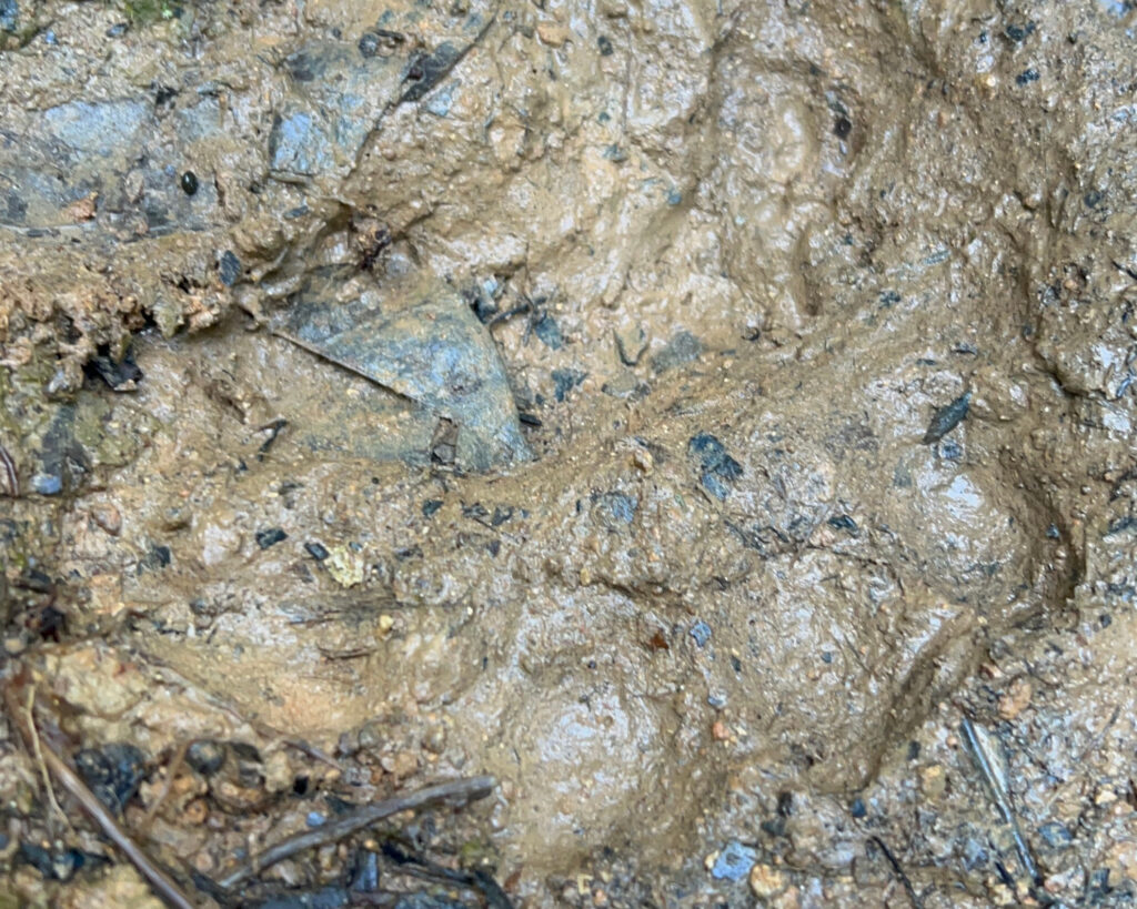 A jaguar track imprinted in the mud on a rainforest trail in the Ecuadorian Amazon on Nov. 29, 2025.