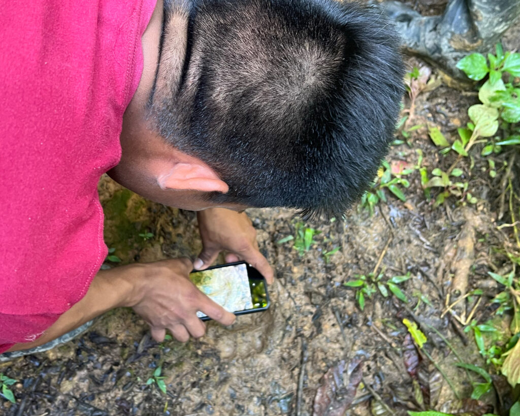 Jhostin Antún snaps photos of a large jaguar track on Nov. 29, 2025.