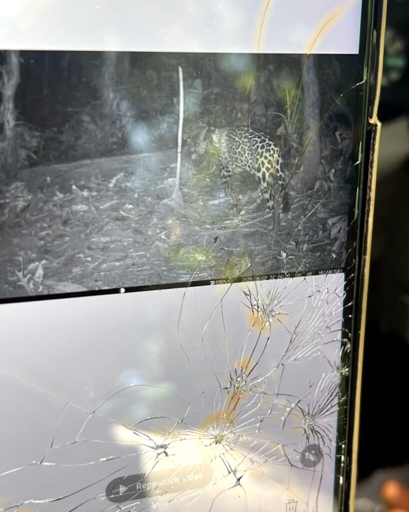 A camera trap image of a jaguar taken on Maikiuants territory in October 2025.