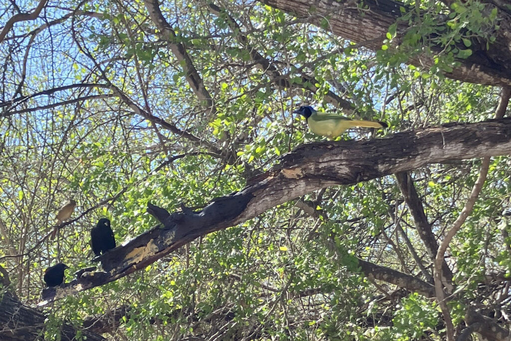 The Rio Grande Valley is known for its vast diversity of birds, including at the Salineño Wildlife Refuge in Starr County. Border wall construction and border buoys are proposed near the refuge. Credit: Martha Pskwoski/Inside Climate News