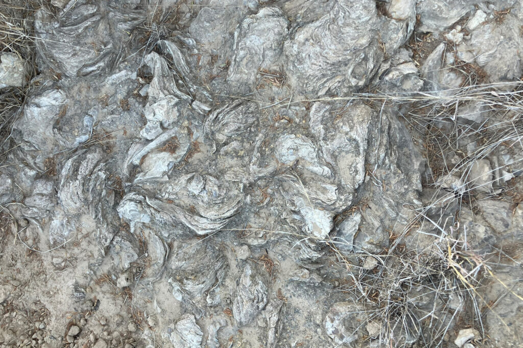 Fossilized giant oysters form a reef along the Rio Grande in Roma, Texas, near a tract of the Lower Rio Grande Valley National Wildlife Refuge. Credit: Martha Pskowski/Inside Climate News