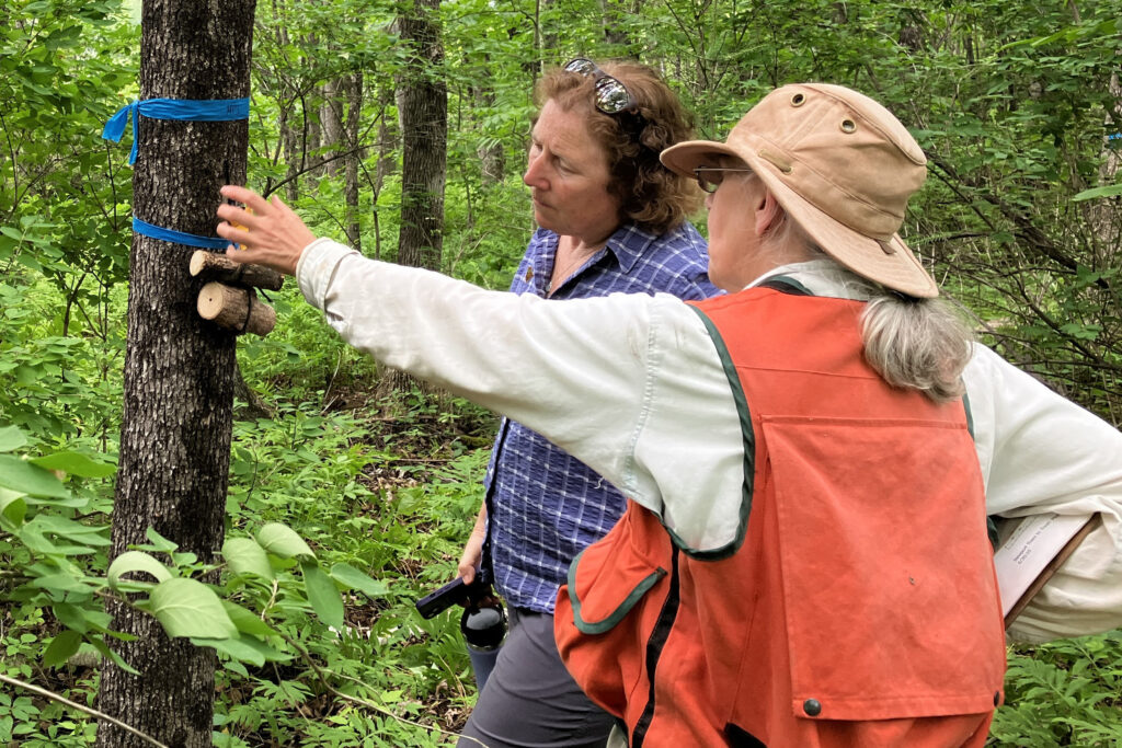 State Forest Service staff inspect a release site for species of parasitic wasps that prey on the emerald ash borer. The wasps are released in small ash bolts attached to living trees. Credit: Courtesy of Allison Kanoti