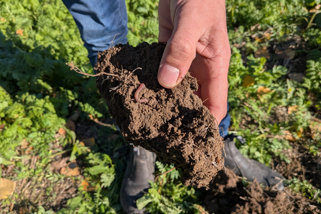 Stefan Bernickel holds a clump of soil with an earthworm to demonstrate his farm’s soil health in Gramzow, Brandenburg. Credit: Aram Zucker-Scharff