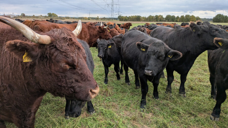 Cows graze the land at Gut und Bösel, a more than 2,000-acre farm just outside Berlin in Alt Madlitz, Brandenburg. Credit: Aram Zucker-Scharff