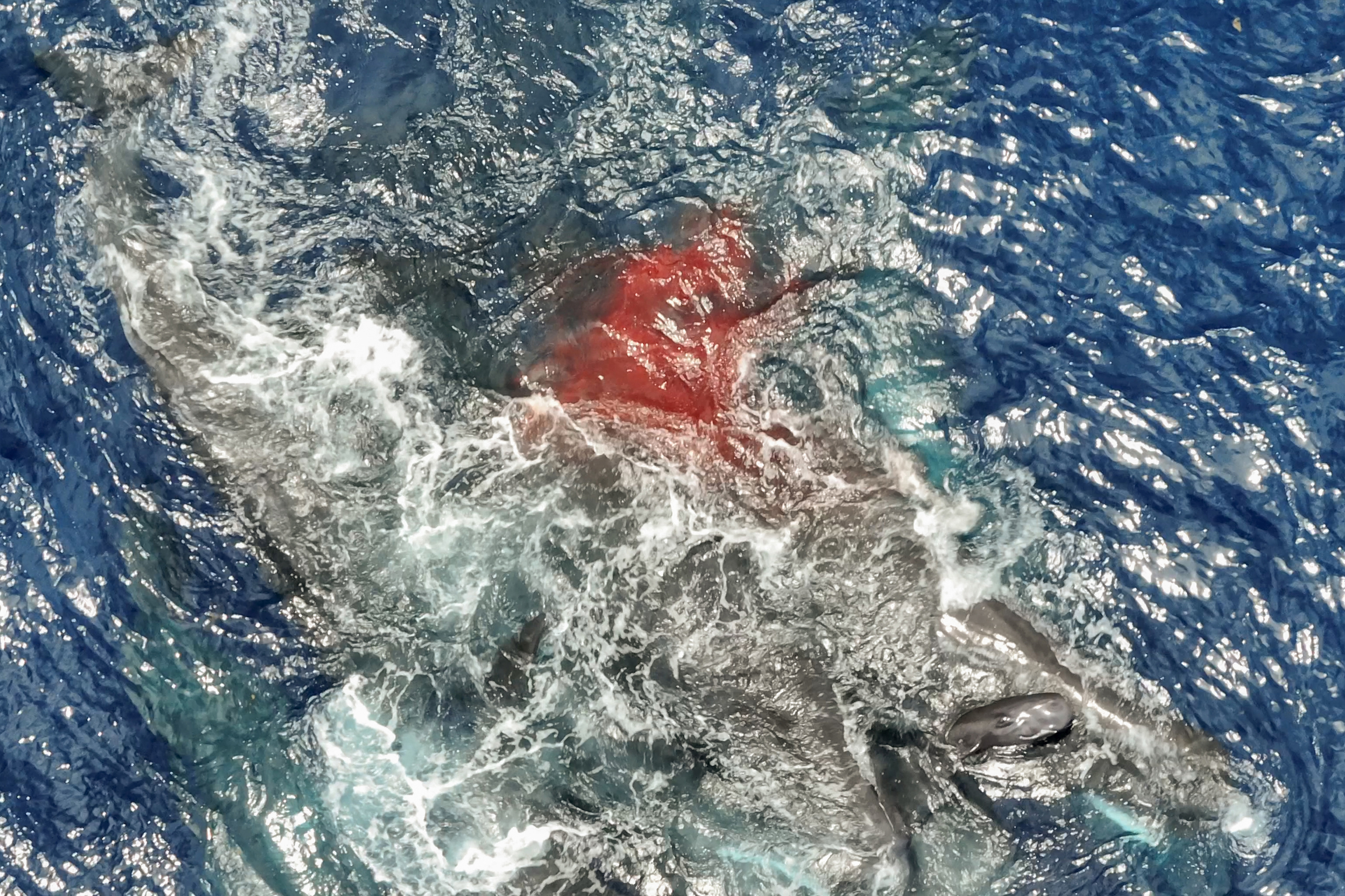 A newborn sperm whale emerges from the water post birth (bottom right) and is supported by female sperm whales from a group known as Unit A. Credit: Project CETI