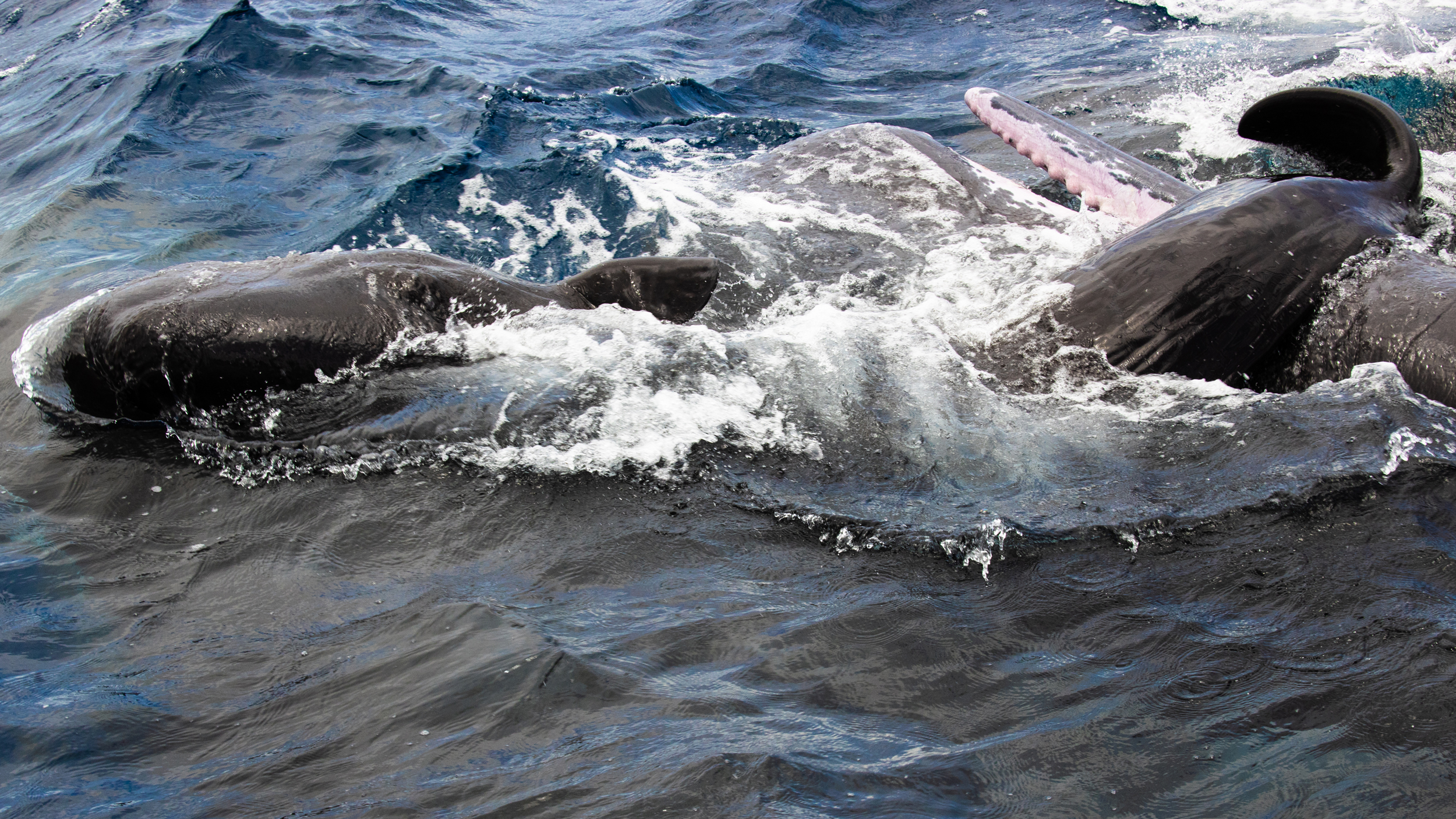 An up close look at the newborn sperm whale. Credit: Project CETI
