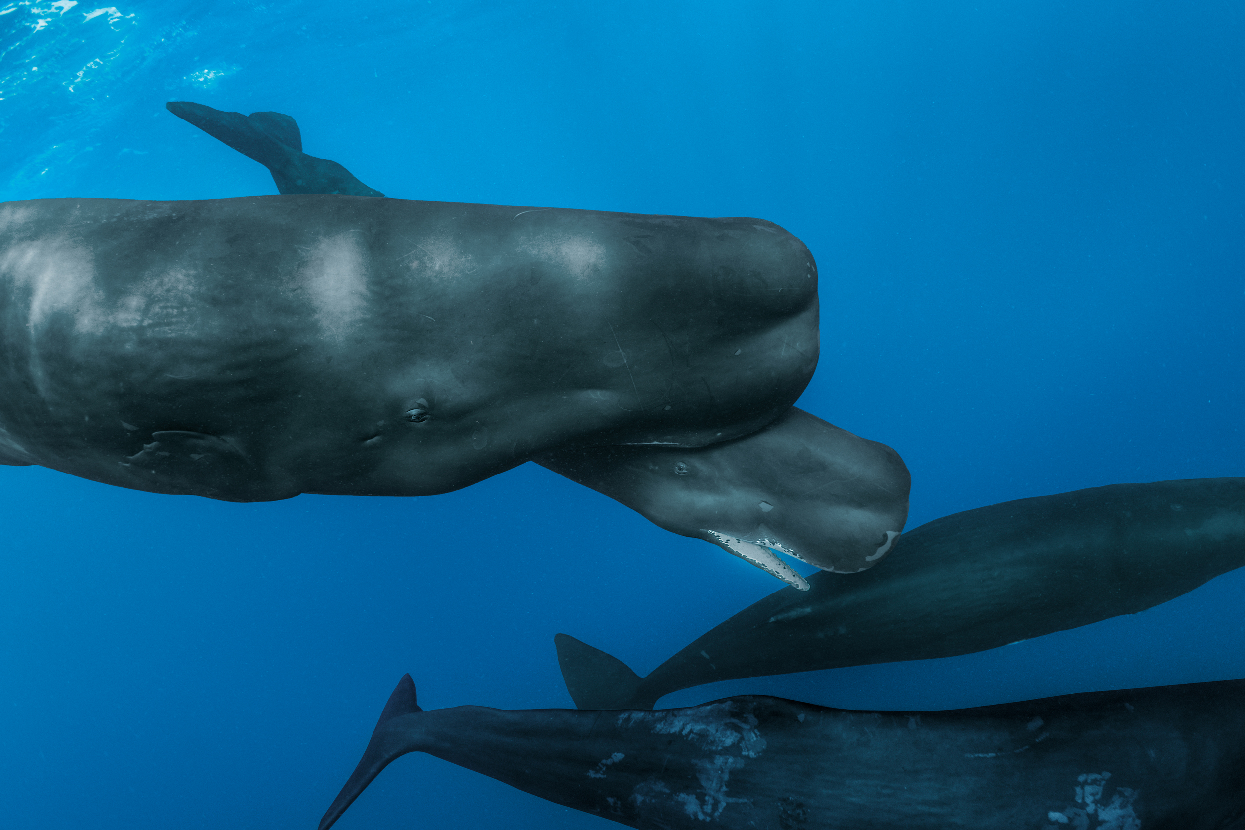 Members of the sperm whale family Unit A, seen near the Caribbean island of Dominica, are part of a clan that’s culturally distinct from others. Each clan communicates in its own dialect of click patterns, like Morse code. Credit: Brian J. Skerry/National Geographic