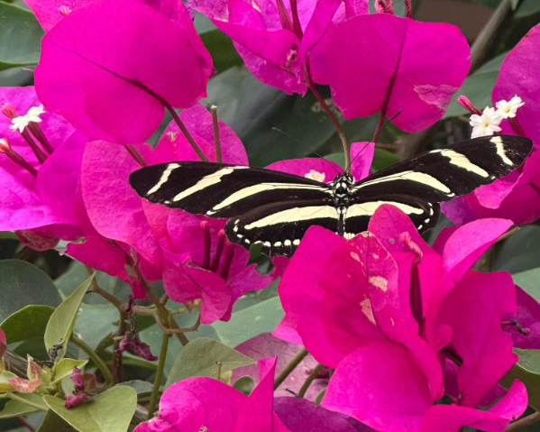 A zebra longwing butterfly in Starr County. Credit: Courtesy of Juan Moreno