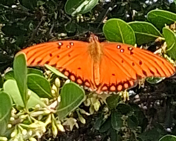A gulf fritillary butterfly on a coma tree in Starr County. Credit: Courtesy of Juan Moreno