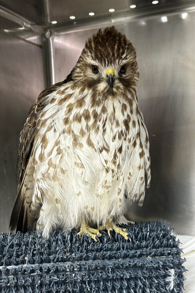 A juvenile red-shouldered hawk receives treatment for a wing injury at the Schuylkill Center. Avian flu has been detected in this species in Pennsylvania this year. Credit: Sydney Glisan/Schuylkill Center for Environmental Education