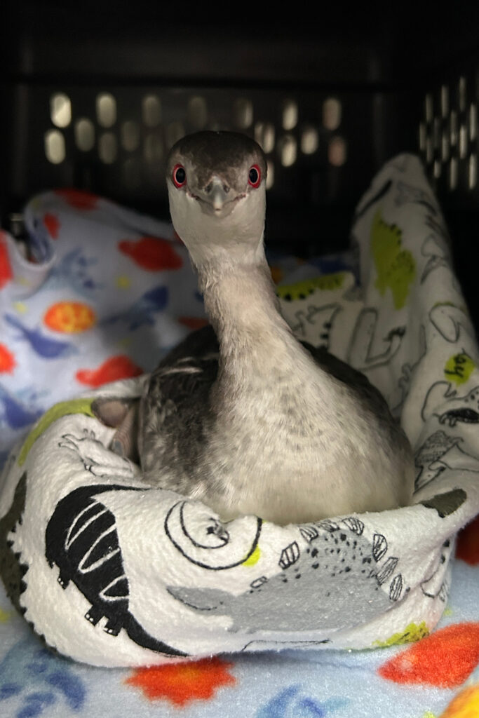 A horned grebe grounded after the big snowstorm earlier this year. This species has tested positive for avian flu in the past. Credit: Sydney Glisan/Schuylkill Center for Environmental Education