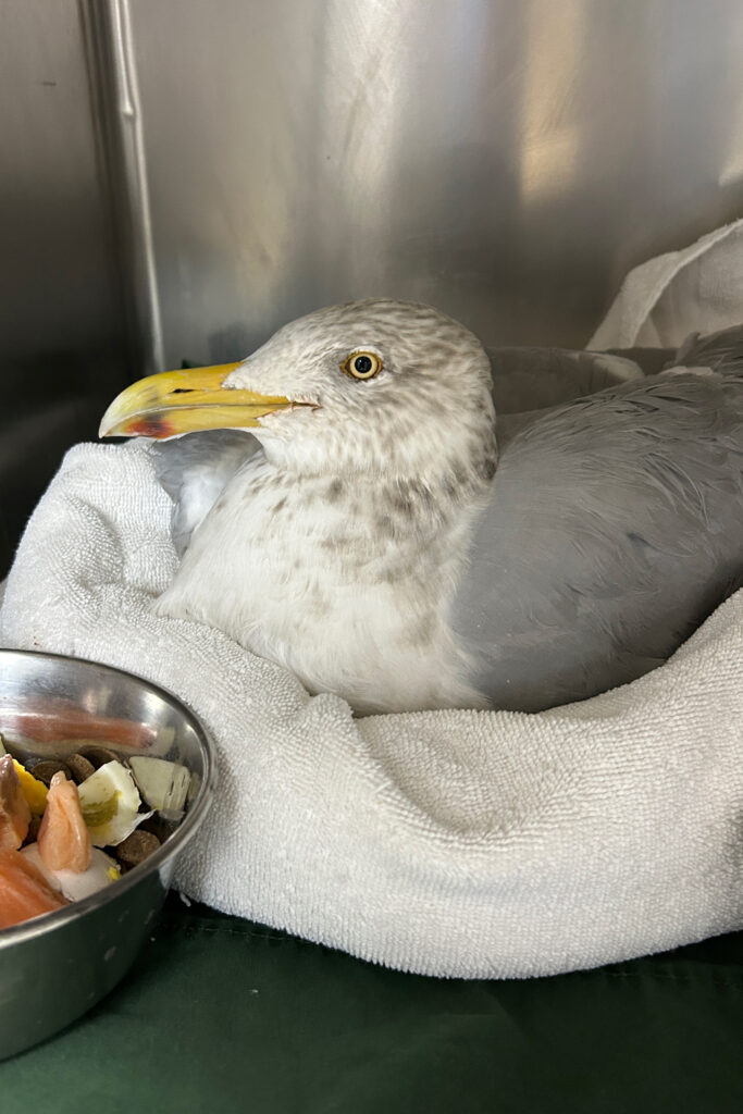 This American herring gull was admitted to the Schuylkill Center wildlife clinic with strange neurologic activity. The gull ultimately tested negative for avian influenza, but this is a species the virus has been seen in before. Credit: Sydney Glisan/Schuylkill Center for Environmental Education