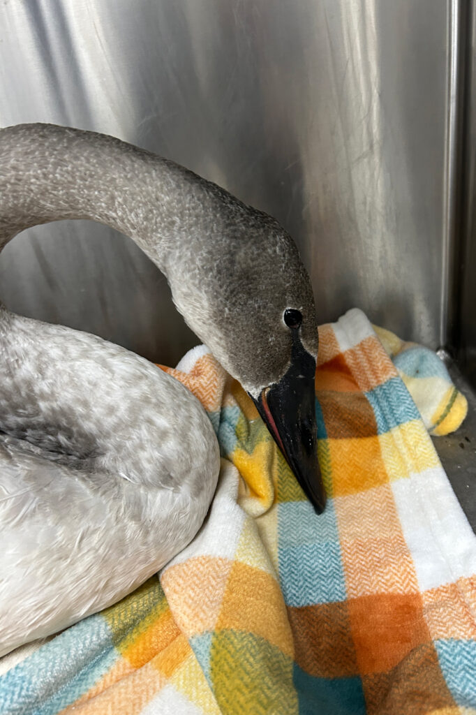 A trumpeter swan after being struck by a vehicle. The virus has been detected in this species in Pennsylvania. Credit: Sydney Glisan/Schuylkill Center for Environmental Education