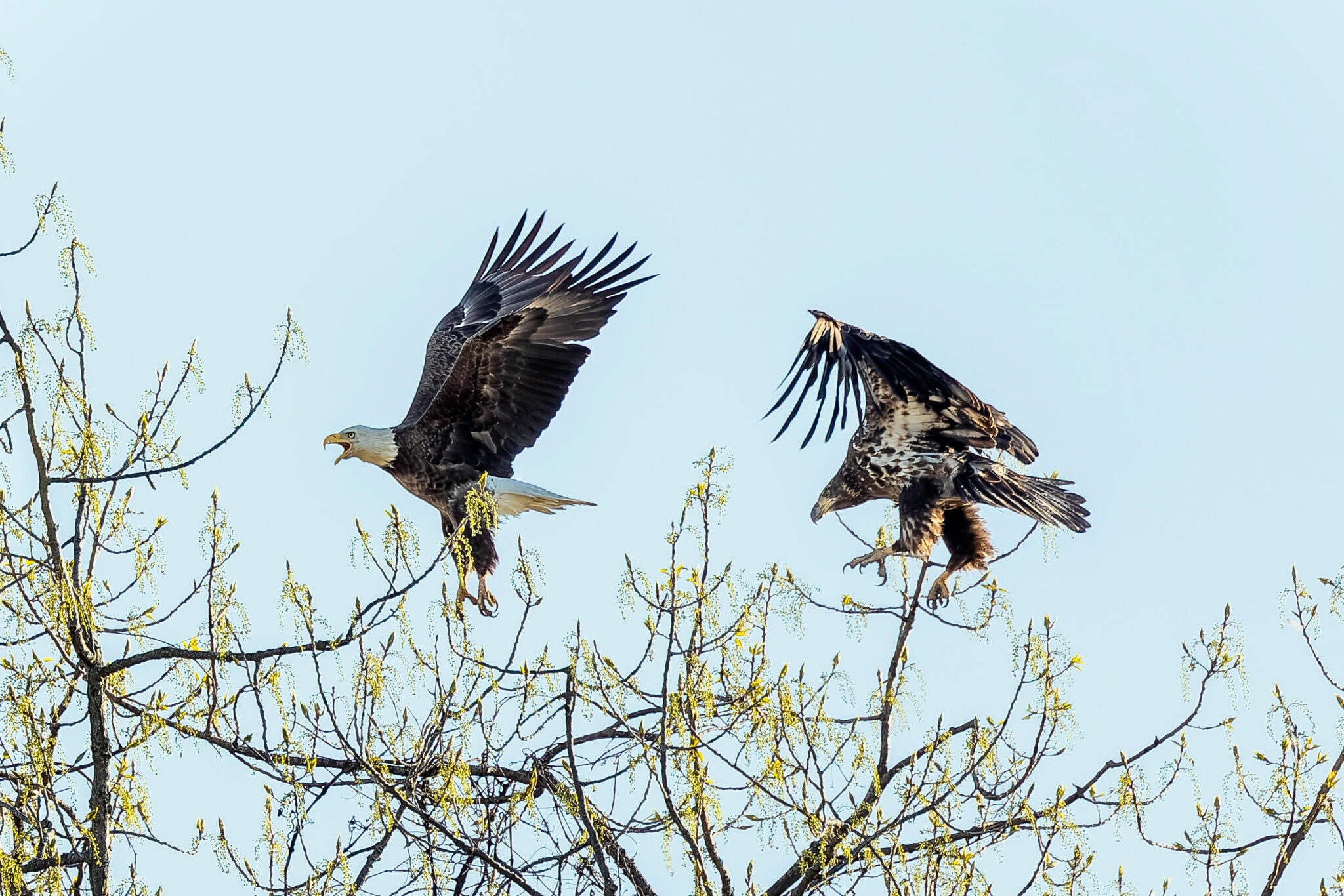 Avian Flu Has Killed Thousands of Birds in the U.S. Pennsylvania Is at ...
