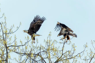 Bald eagles are seen at the John Heinz National Wildlife Refuge in South Philadelphia. Credit: Matt Cohen