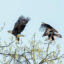 Bald eagles are seen at the John Heinz National Wildlife Refuge in South Philadelphia. Credit: Matt Cohen