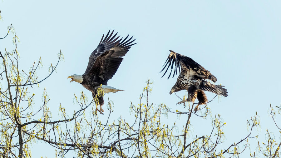 Bald eagles are seen at the John Heinz National Wildlife Refuge in South Philadelphia. Credit: Matt Cohen