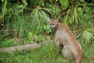 A Florida panther is seen at the Florida Panther National Wildlife Refuge. Credit: George Gentry/USFWS