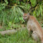 A Florida panther is seen at the Florida Panther National Wildlife Refuge. Credit: George Gentry/USFWS