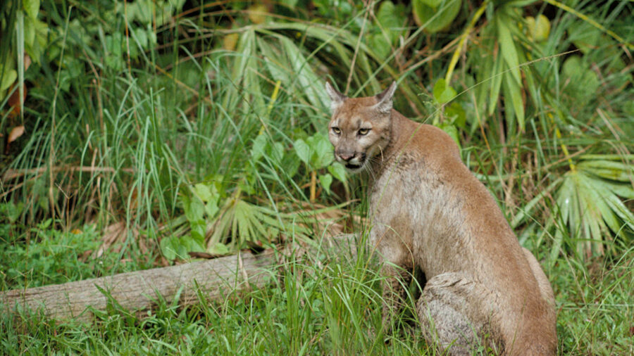 A Florida panther is seen at the Florida Panther National Wildlife Refuge. Credit: George Gentry/USFWS