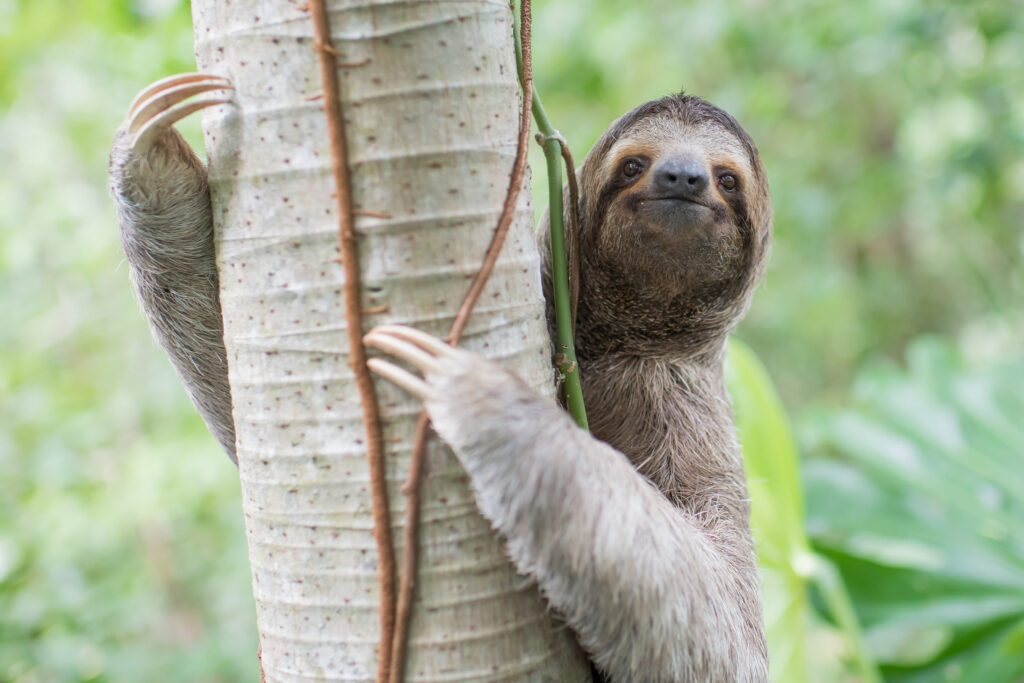 At ‘Sloth World’ in Florida, Wild Sloths Have Died by the Dozens